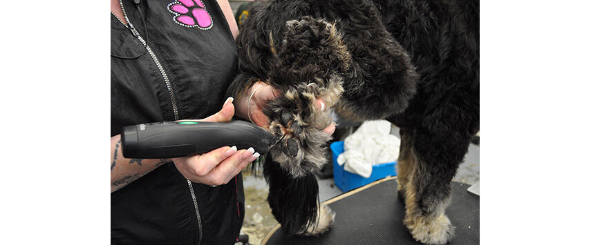 Grooming the Bernadoodle